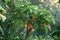 Papaya tree exudes tropical vibrancy, lush leaves symbolize exotic abundance