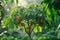 Papaya tree exudes tropical vibrancy, lush leaves symbolize exotic abundance