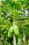 Papaya tree and fruits.