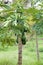 Papaya Tree with Fruits  833696