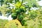 Papaya tree fruits plantation, Asia