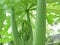 Papaya tree in the garden