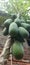 Papaya tree in the garden behind the house