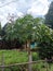 Papaya Tree Grow in The Simple Garden