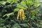 papaya tree with lot of papaya fruits