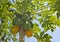 The papaya tree Maturing