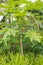 Papaya tree in rainforest. Papaya fruits harvest. Sweet tropical fruits. Healthy fresh food. Exotic agriculture.