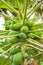 Papaya tree in rainforest. Papaya fruits harvest. Sweet tropical fruits. Healthy fresh food. Exotic agriculture.