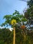 Papaya Tree on the Roadside in West Kalimantan Lapur Village 4