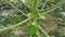 Papaya tree stem with flower bearing fruits.