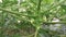 Papaya tree stem with flower bearing fruits.