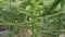 Papaya tree stem with flower bearing fruits.