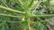 Papaya tree stem with flower bearing fruits.