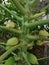 Papaya tree stem with flowers, fruits and leaves