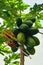 Papaya tree, still green fruits ripening