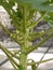 Papaya tree From Thailand Beautiful flowering green Perennial colourful Branch