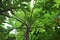 Papaya tree tip. Greeny. Top