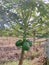 Papaya trees bear fruit but are still green