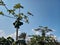 Papaya trees with blue sky background