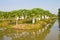 Papaya trees in the farm