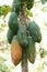 Papaya trees with the fruits hanging