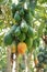 Papaya trees with the fruits hanging