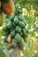 Papaya trees with the fruits hanging