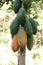 Papaya trees with the fruits hanging