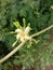 Papaya white flower in India