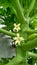 Papaya young flower