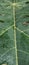 Papaya young leaf