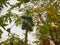 Papayas fruit on tree in orchard farm