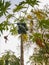 Papayas fruit on tree in orchard farm