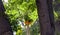 Papayas growing in the not so tropical suburbs near Phoenix, Arizona