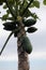 Papayas growing on a tree