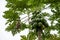 Papayas in its plant ready to harvest