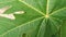 Papayas leaf Nature close up shot leaf water drops