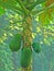 Papayas on tree