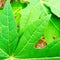 Papayas tree leaf Nature close shot