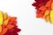 Paper autumn leaves colorful background. Trendy origami paper cut
