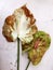 Paper background with green and dried Anthurium flowers