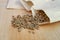 Paper bags with beet seeds on wooden table, closeup. Vegetable planting