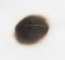 Paper burn black  stain isolated over the white background. Round paper burn mark close up