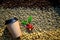 Paper coffee mugs and red with green leaves coffee sherry and.dried coffee beans processed background