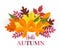 Paper cut autumn leaves set. Fall leaves colorful paper collection. Vector paper art style illustration
