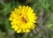 Paper Daisy Desert Marigold flower with honey bee collecting pollen