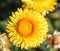 Paper daisy, golden everlasting