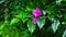 Paper floweBougainvillea are ornamental plants that are like paper flowers with a variety of flower colors.