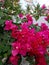 paper flowers, ornamental vines in the yard