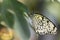 Paper Kite Butterfly, Closeup